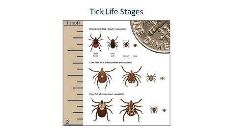 Ticks Tickborne Diseases Of Minnesota Vectorborne Diseases Unit