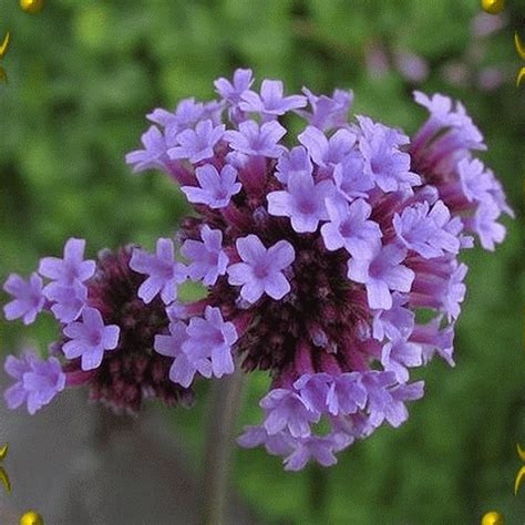 Verbena Bonariensis Purpletop Vervain Wildflower Seeds