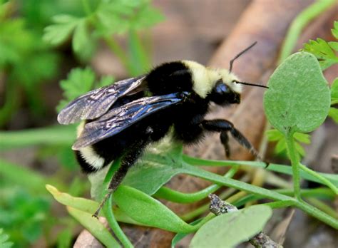 Yellow Faced Bumble Bee Sonoma Mountain Ecology Notes