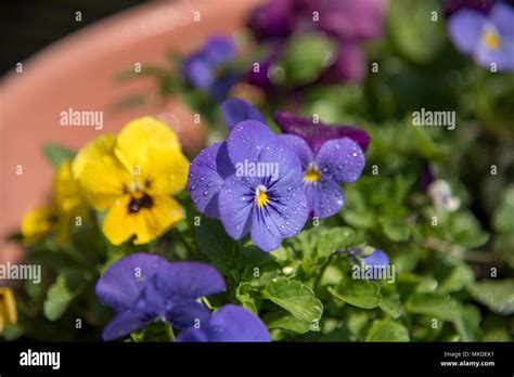 Spring Flowers Floral Colours Hi Res Stock Photography And Images Alamy