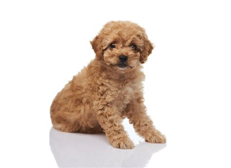 Cuanto Mide Un French Poodle Mini Toy Wow Blog