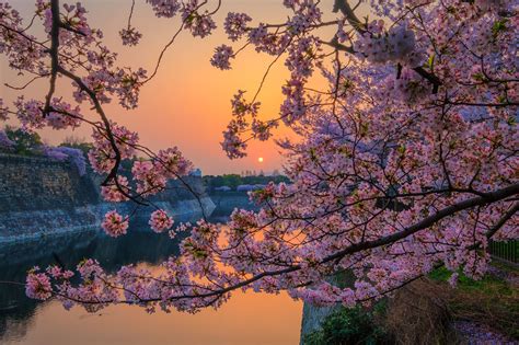 Make it easy with our tips on application. Sakura HD Wallpaper | Background Image | 2048x1365 | ID ...