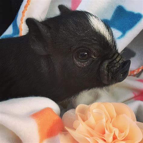 Piggyfriendly On Instagram A Mini Pig With A Funny Face Tag The
