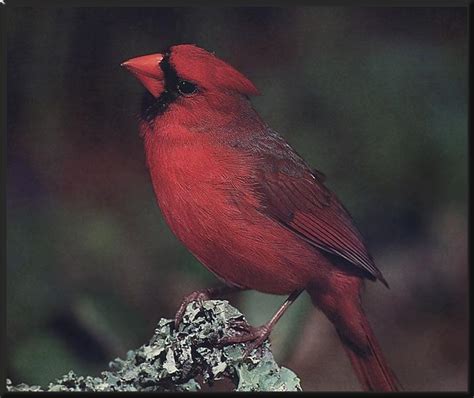 Northern Cardinal Cardinalis Cardinalis 홍관조 Image Only