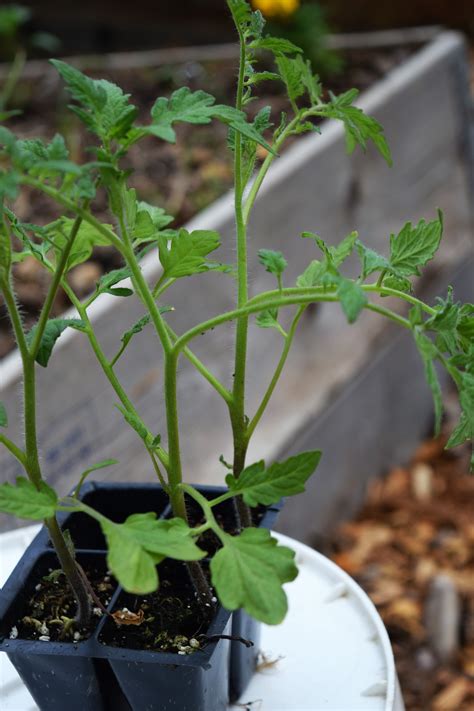 Best Tips For Growing Healthy Tomatoes · Hidden Springs Homestead