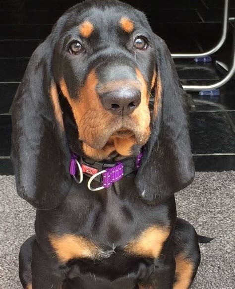 Pin By Becky Krichevsky On Black And Tan Coonhounds Coonhound Black