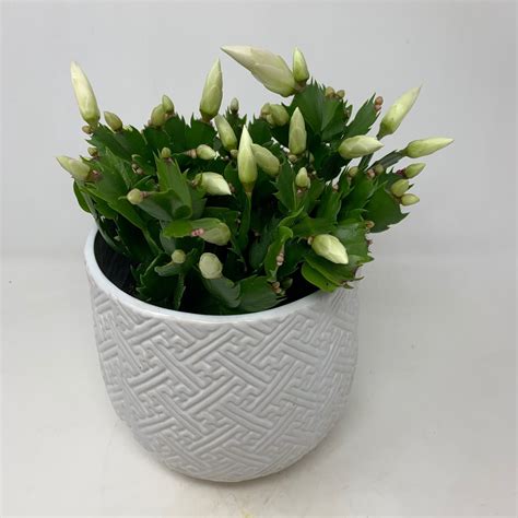 6 Christmas Cactus In Decorative Pot Flowers Talk Tivoli