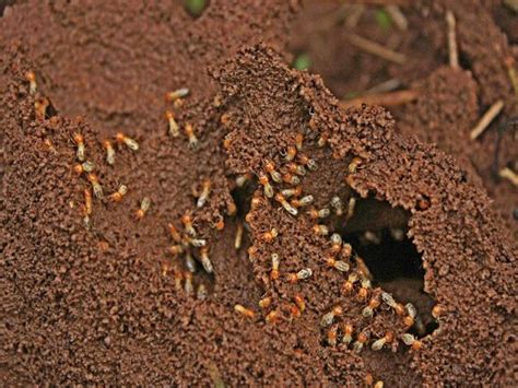 Uganda Mothers Catching Termites To Feed Families Hunger Famine
