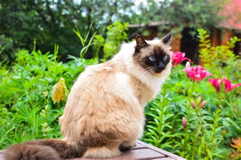 Balinese Cat Breed Info Pictures Temperament And Traits Pet Keen