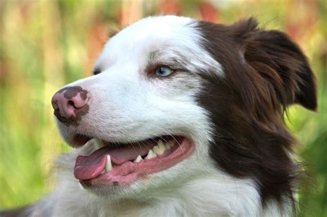 Warning signs that your dog had a serious problem are: How Much Does Dog Dental Care Cost?