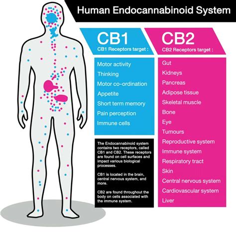 What Is The Endocannabinoid System And How Does It Work Cbdmarket