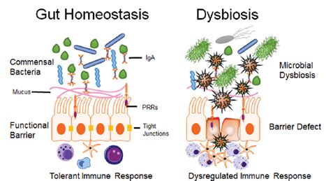 Figure 1 From Gut Homeostasis Microbial Dysbiosis And Opioids