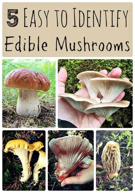 5 Easy To Identify Edible Mushrooms — Info You Should Know