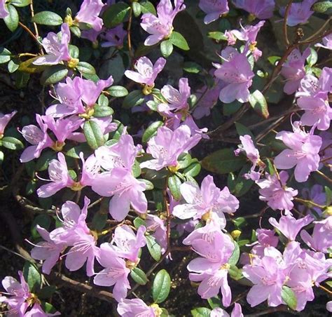 Buy Rhododendron Praecox Hybrid Dwarf Rhododendron In The Uk