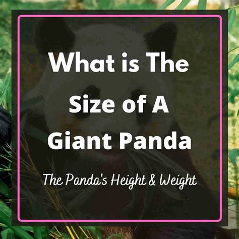 What Is The Size Of A Giant Panda Explained