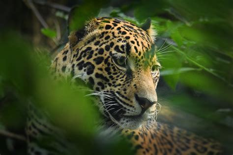 10 Places Where Jaguars Live In The Wild With Photos Wildlifetrip