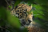 10 Places Where Jaguars Live in the Wild (with Photos) - WildlifeTrip