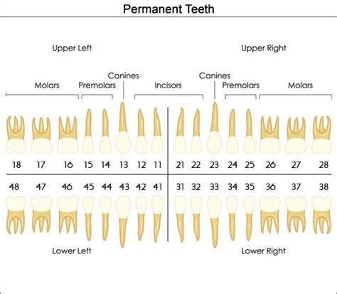 Dental Charts To Help You Understand The Tooth Numbering System Teeth