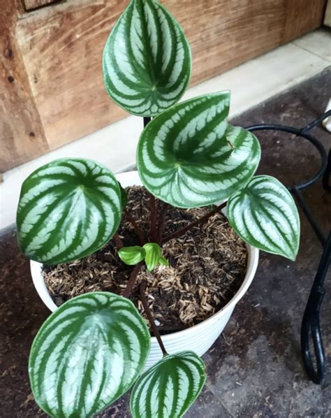 You Can Get A House Plant With Leaves That Look Exactly Like A Watermelon