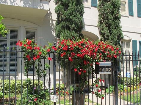 This method of pruning your mandevilla will create a bushier and fuller plant. mandevilla vine houston - Saferbrowser Yahoo Image Search ...