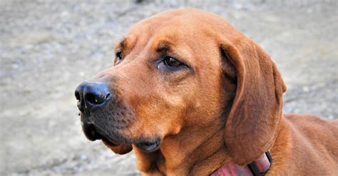 10 Incredible Redbone Coonhound Facts