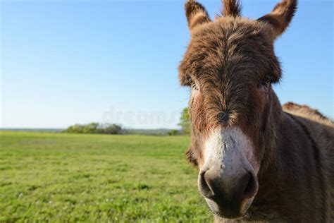 Close Up And Head Shot Of Donkey Stock Image Image Of Green