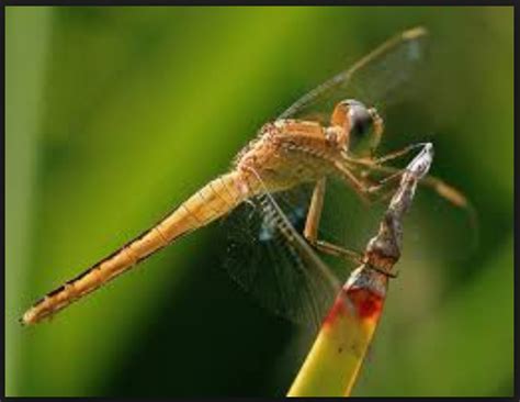 Daftar Nama Hewan Dimulai Dari Huruf C lengkap dengan Gambarnya - DAFTAR NAMA HEWAN LENGKAP A-Z