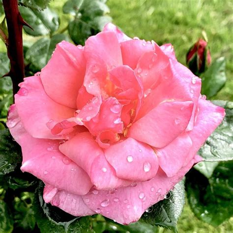 Name Your Own Rose (Blush Pink)