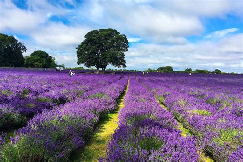 9 Of The Best Uk Lavender Fields And Farms 2022 Wanderlust