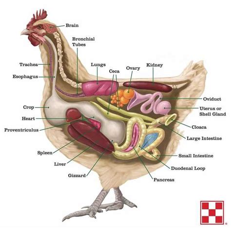 The Anatomy Of Bird Reproductive System Explained A Comprehensive Diagram