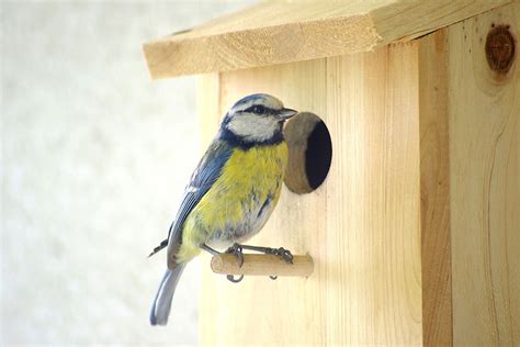 Attirer Les Oiseaux Dans Son Jardin Jardin Et Plantesfr