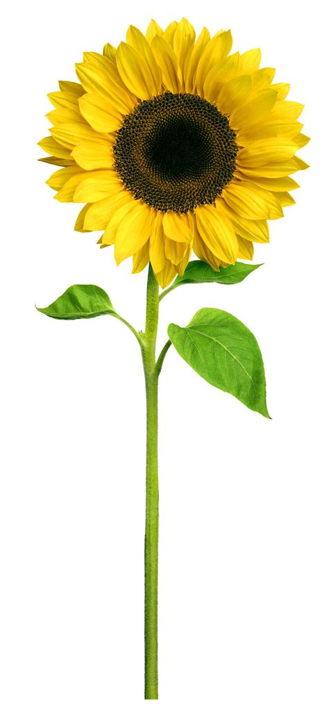 Found On Bing From Sunflower Wall Art Sunflower