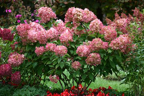 10 Best Perennial Flowers For Shade