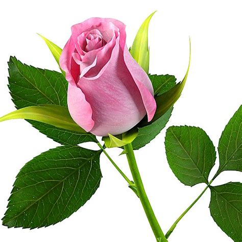 Download Koleksi 82 Gambar Bunga Mawar Pink Hd Gambar