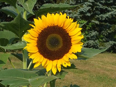 Mistakes You Should Avoid When Harvesting And Roasting Sunflower Seeds