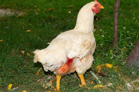Vent Gleet In Chickens Symptoms Causes And Treatments