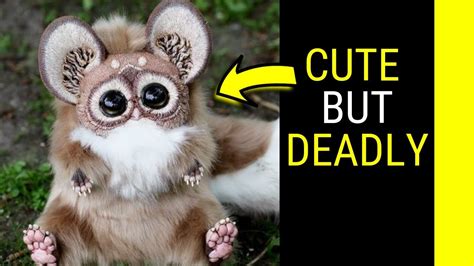 Top 10 Most Cute But Deadly Animals In The World Youtube