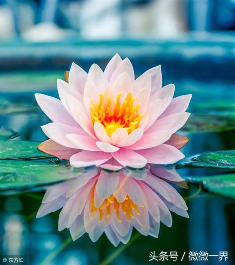 Mencius (one of the four books (四書／四书 (sìshū)) of confucianism). 描寫關於蓮花、蓮葉、蓮藕的詩詞 - 每日頭條