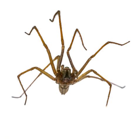 Hobo Spider Close Up Stock Photos Pictures And Royalty Free Images Istock