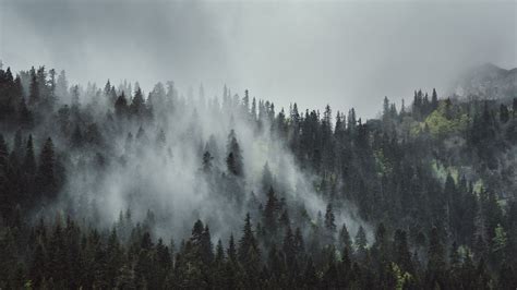 Download Wallpaper 1920x1080 Forest Fog Trees Mountains
