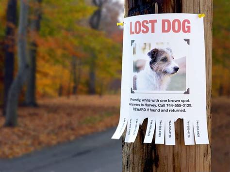 How Can You Find Your Lost Dog