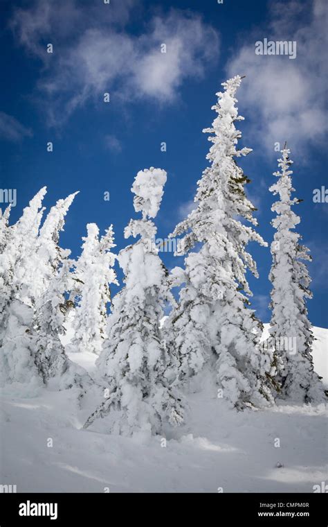 Snow And Trees On Mazama Ridge In Mount Rainier National Park In The