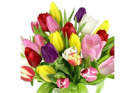 There are a plethora of flowers in store such as roses carnations gerberas lilies orchids mixed flower. Tulips, Assorted Colors (100 stems) Detail 1 | Bulk ...
