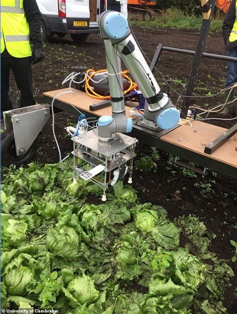 Lettuce Picking Robot Could Soon Help Farmers Trying To Harvest Their