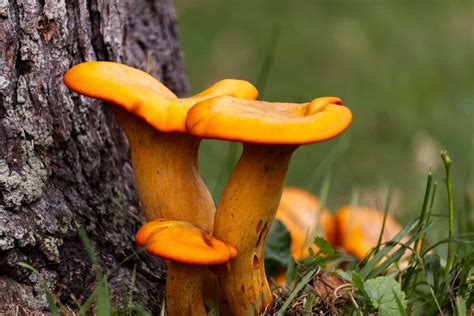 Are Orange Mushrooms In Yard Harmful 6 Tips To Remove Them