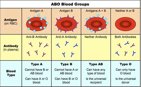 Knowledge Class Blood Group The Abo System