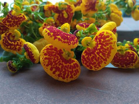 what-is-this-kidney-shaped-puffy-flower-whatsthisplant
