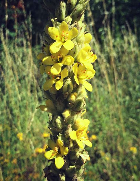 Gathering wild mullein leaves and flowers is a part of simple living, and is a great way to get out the leaf looks the same shape and is fuzzy but lamb's ears has light purple flowers instead of the mullein grows wild here in our area and this past year i started drying it for tea. Foraging for Mullein