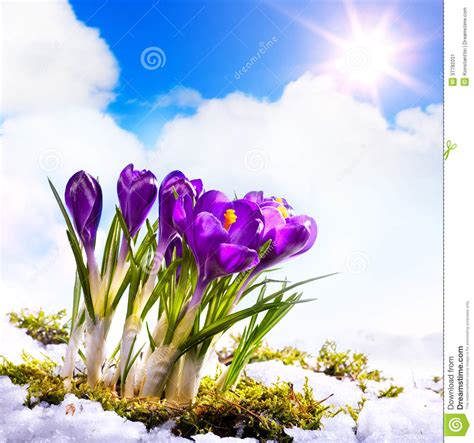 Art Beautiful Spring Flowers Stock Image Image 37782031