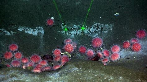 Fragile Pink Sea Urchin Strongylocentrotus Fragilis This Sea Urchin